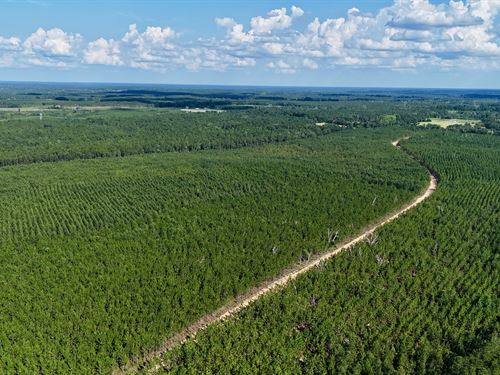 Tract 15, Penny Morris Road : Baxley : Appling County : Georgia