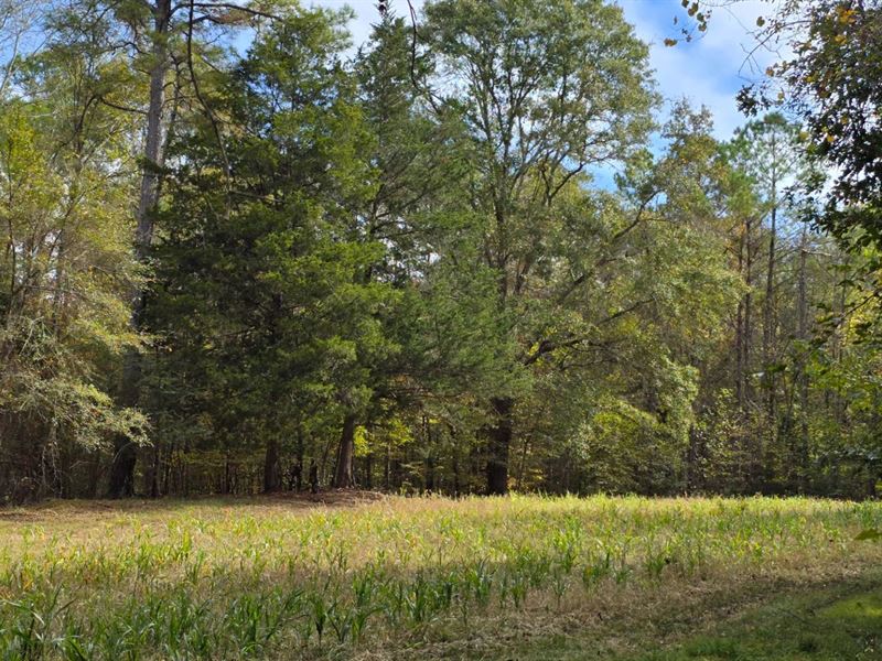 111 Acres with a Cabin in Holmes Co : Lexington : Holmes County : Mississippi