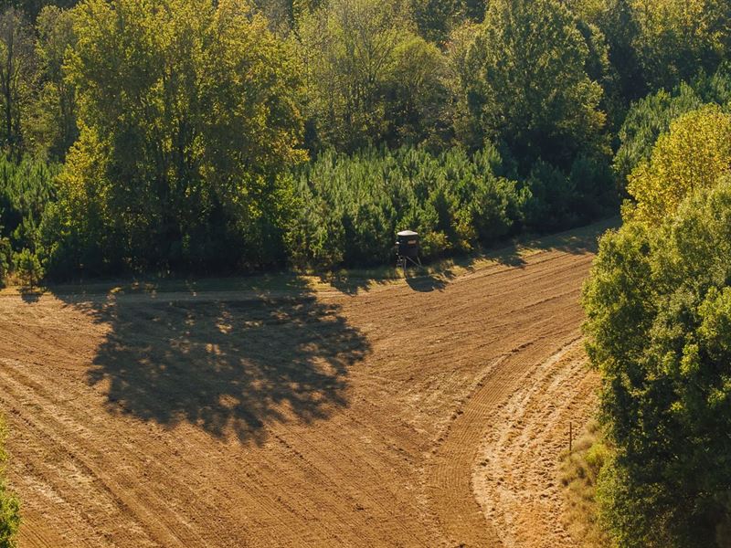 251 Acres with a Cabin in Panola Co : Sardis : Panola County : Mississippi