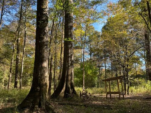 67 Acres in Attala County, MS : Kosciusko : Attala County : Mississippi