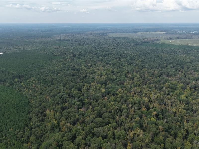 240 Acres in Cleveland County, AR : Rison : Cleveland County : Arkansas