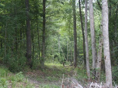 Great Hunting Tract : Petrey : Crenshaw County : Alabama