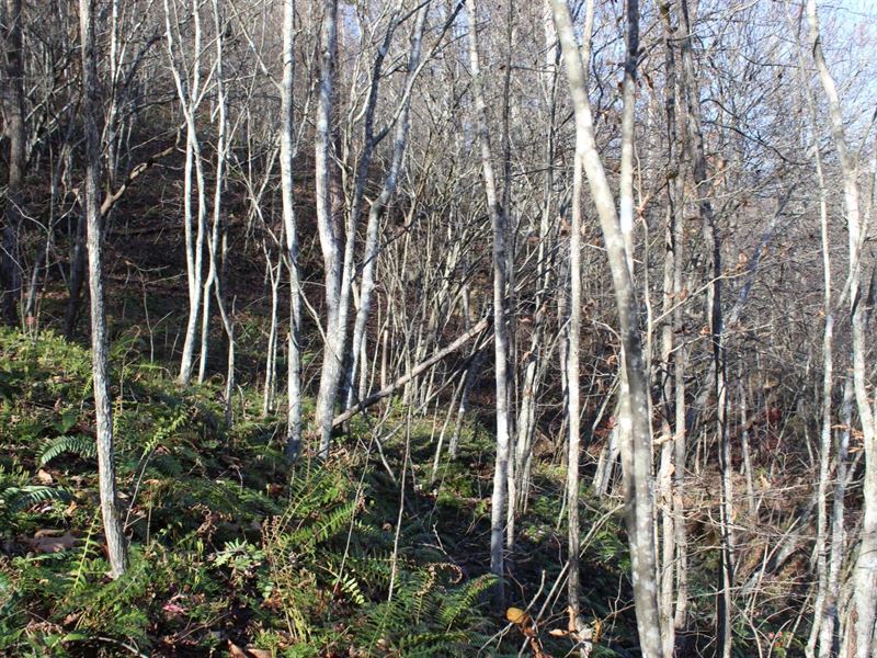 60 Acres in Johnson County, KY : Boonesboro : Johnson County : Kentucky