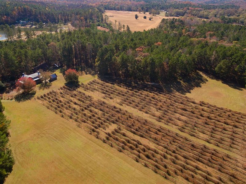Harrell's Vineyard : Newnan : Coweta County : Georgia