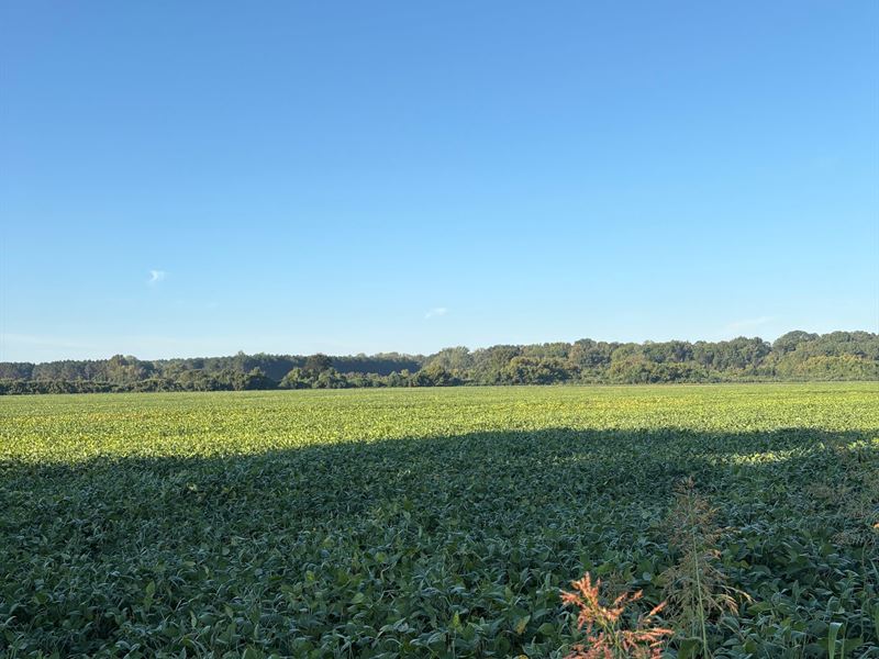 75 Acres of Tillable Ground : Ecru : Pontotoc County : Mississippi