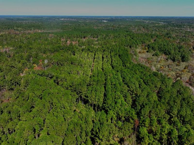 Lotts Creek Tract : Statesboro : Bulloch County : Georgia