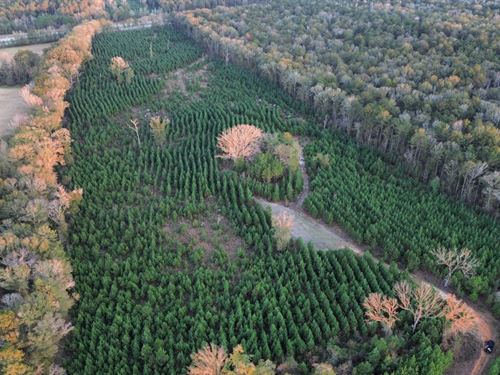 26 Acres Pittsview, AL : Pittsview : Russell County : Alabama
