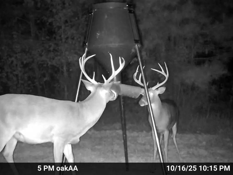 49.5 Acres in Attala County, MS : Sallis : Attala County : Mississippi