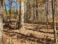 Monroe County Farm 115 Acres : Culloden : Monroe County : Georgia