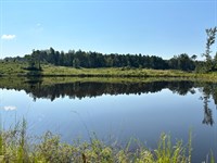 Secluded Cabin Pond, Whitetails : Carthage : Leake County : Mississippi