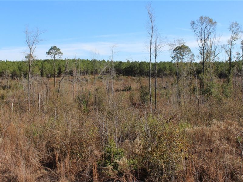 Homestead/ Recreational/ Investment : Dublin : Laurens County : Georgia