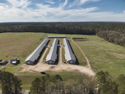 Caskey 3 Breeder Farm : Goldonna : Winn Parish : Louisiana