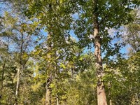 Highway 36 E, Tract 1 : Jackson : Butts County : Georgia