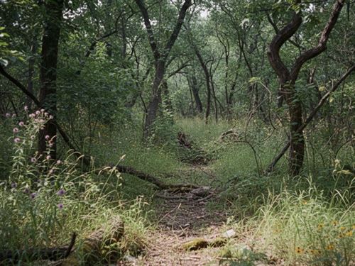70 Acres of Wooded Land : Wewoka : Seminole County : Oklahoma