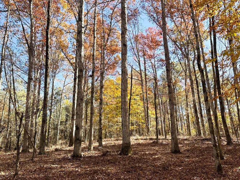 Three Star Tract : Carlton : Oglethorpe County : Georgia