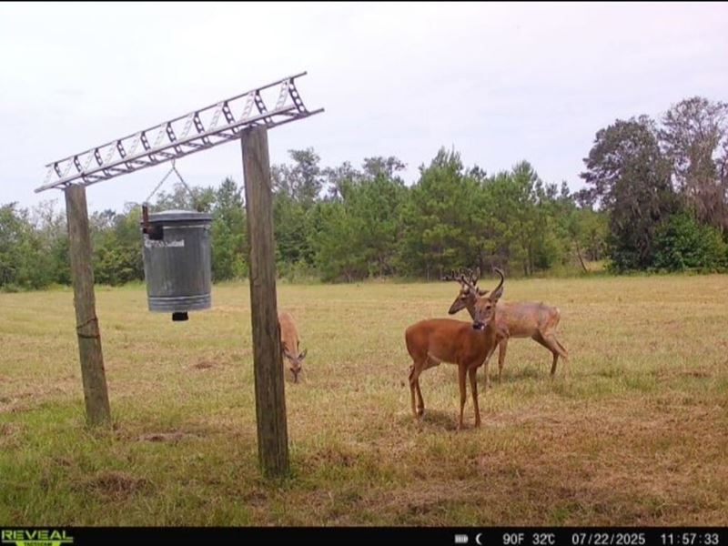 Hunter's Paradise, 30 Acres of Pri : Madison : Madison County : Florida