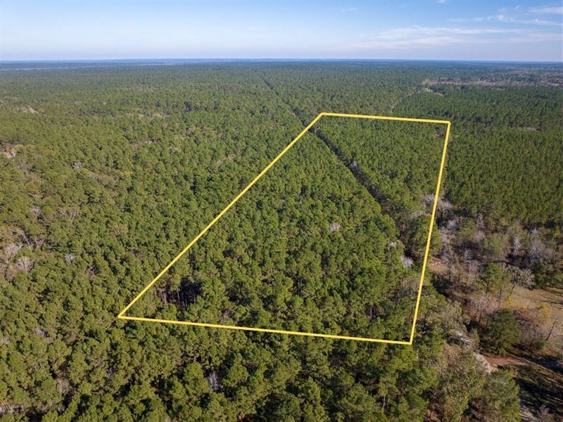 16 Acres, Adjoins National Forest : Apple Springs : Trinity County : Texas