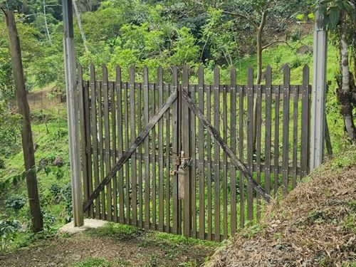 Beautiful Coffee and Cow Farm : Costa Rica