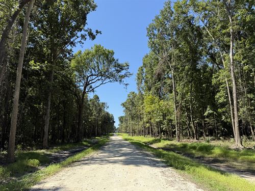 Dungarven Ridge Lot 7, 10 Acres : Micanopy : Marion County : Florida