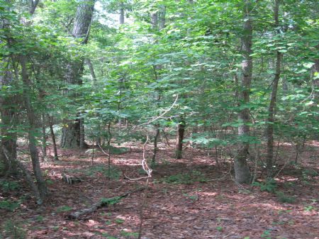 5 Acres in Pittsboro : Pittsboro : Chatham County : North Carolina
