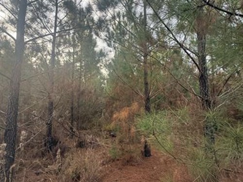 Beautiful Rural Hunting Tract : Crawfordville : Taliaferro County : Georgia