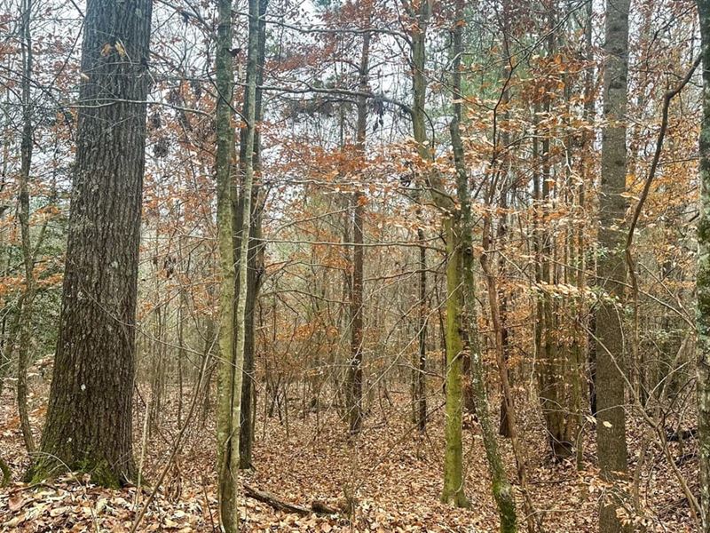 Hunting Land : Elberton : Elbert County : Georgia