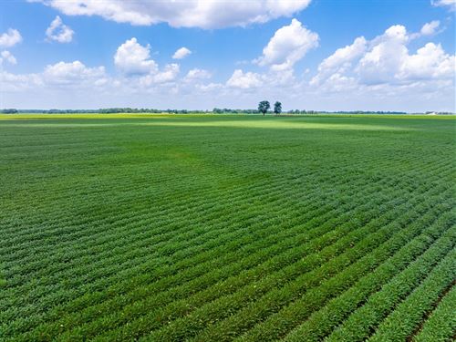 224 Acre Row Crop Farm, Premiu : Alicia : Lawrence County : Arkansas