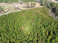 25 Acrers Millport : Millport : Lamar County : Alabama