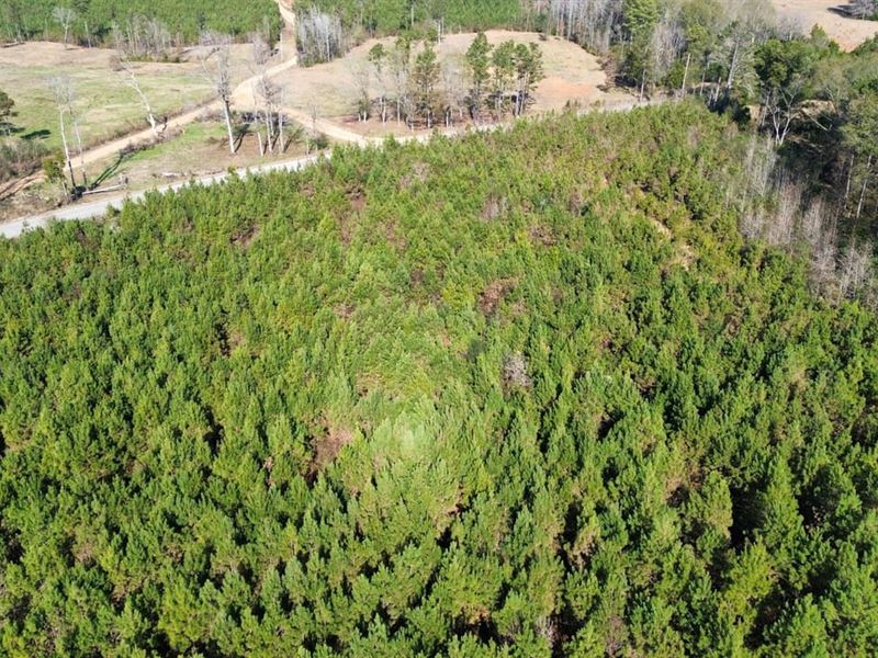 25 Acrers Millport : Millport : Lamar County : Alabama