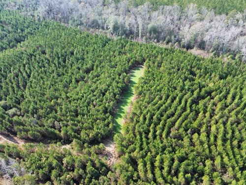 42 Acres, Millport Alabama : Millport : Lamar County : Alabama