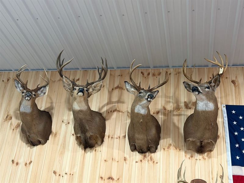 61-Acre Whitetail Sanctuary, Mayvi : Chautauqua : Chautauqua County : New York