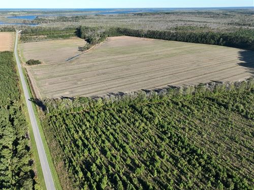 156 Acres of Farm : Columbia : Tyrrell County : North Carolina