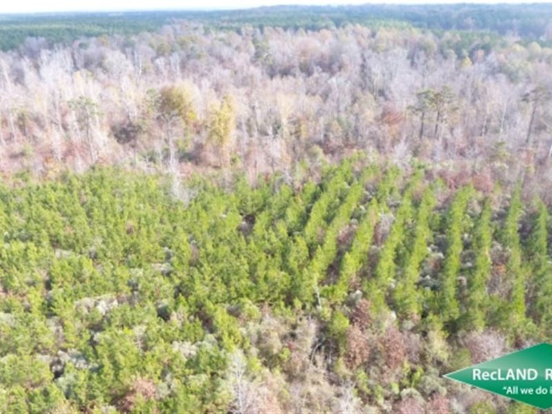 53.8 Ac Timberland & Hunting : Parkdale : Ashley County : Arkansas