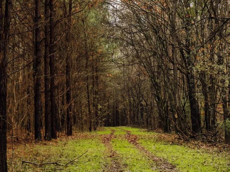 175.66 Acres in Yazoo County, MS : Benton : Yazoo County : Mississippi