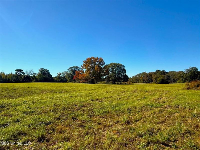 Rural Pastureland in Pike County MS : Magnolia : Pike County : Mississippi