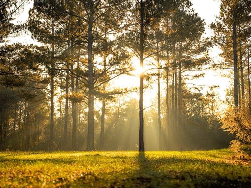 Caney Creek, 122 Acres : Decatur : Newton County : Mississippi