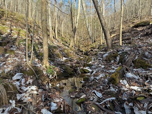 Addison Hardwood & Homesite, 9.5 : Addison : Winston County : Alabama