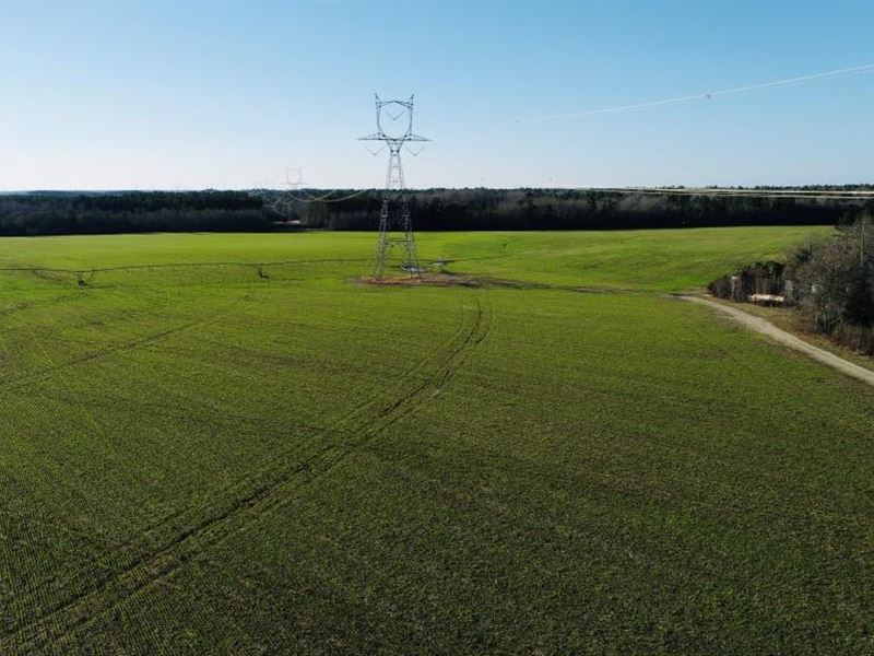 Perkins Mill Farm : Blythe : Burke County : Georgia