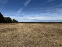 216 Acres, NE 85th Ave Rd : Citra : Marion County : Florida