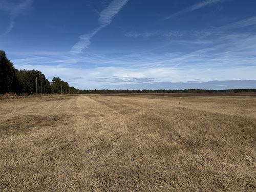 216 Acres, NE 85th Ave Rd : Citra : Marion County : Florida