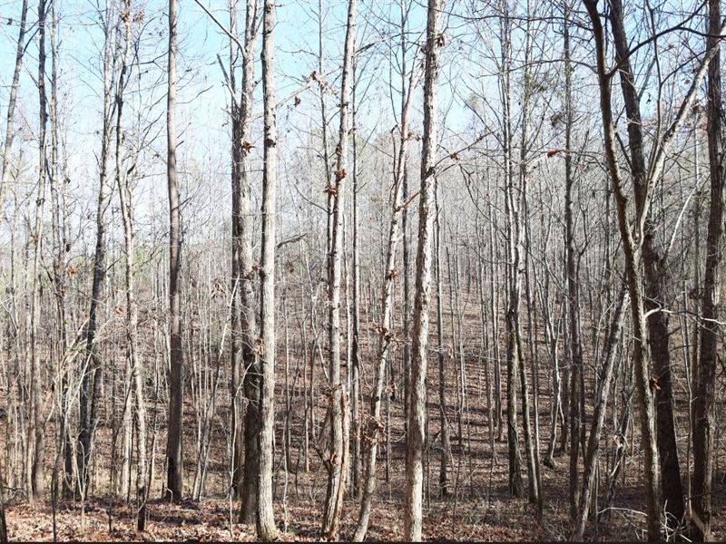 64 Acre Ashcraft Corner Tract Pi : Kennedy : Pickens County : Alabama