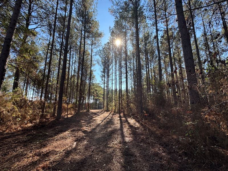 120 Acre Pine Plantation : Lafayette : Chambers County : Alabama
