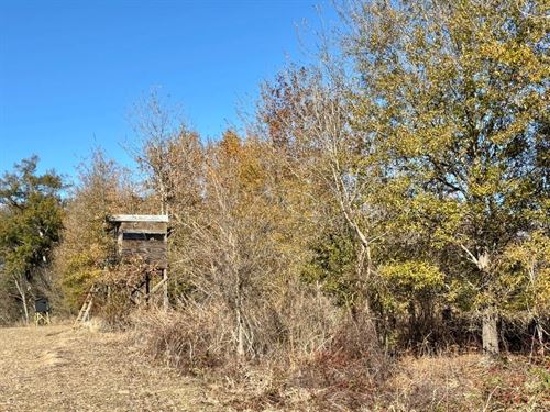 68 Acres of Prime Tensas Hunting LA : Waterproof : Tensas Parish : Louisiana