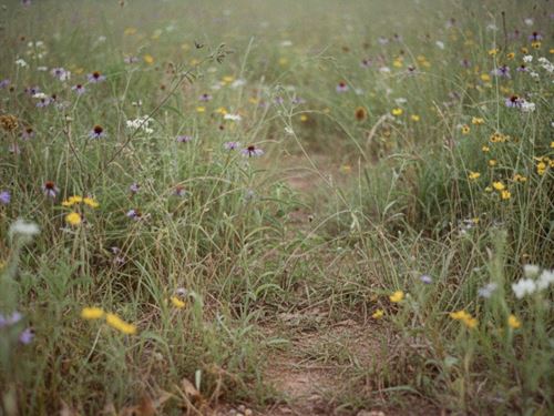 Investor Deal 5 Acres in Bennington : Bennington : Bryan County : Oklahoma