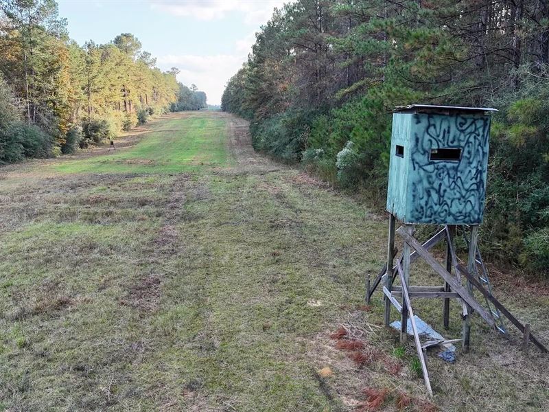 Prime Hunting Property in St Helena : Greensburg : Saint Helena Parish : Louisiana