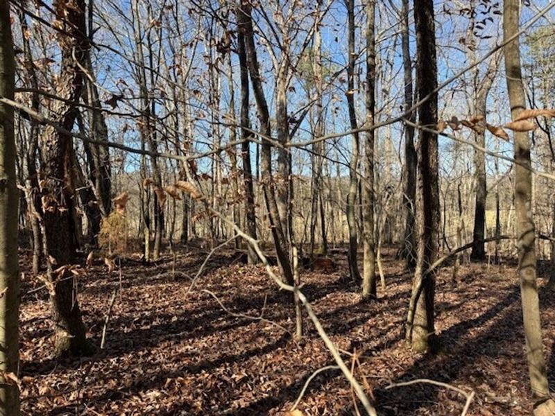 5.03 Acres Unrestricted Wooded Pr : Valley Head : Dekalb County : Alabama