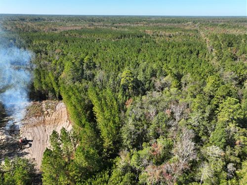 125 Acres Land For Sale in Brant : Hortense : Brantley County : Georgia