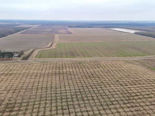White County, AR Cotton, Rice & Soy : Griffithville : White County : Arkansas