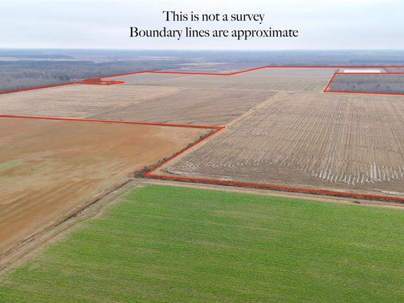 White County, AR Cotton, Rice & Soy : Griffithville : White County : Arkansas