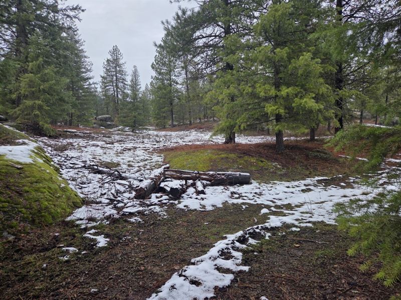 Slate on Wilderness : Newport : Pend Oreille County : Washington